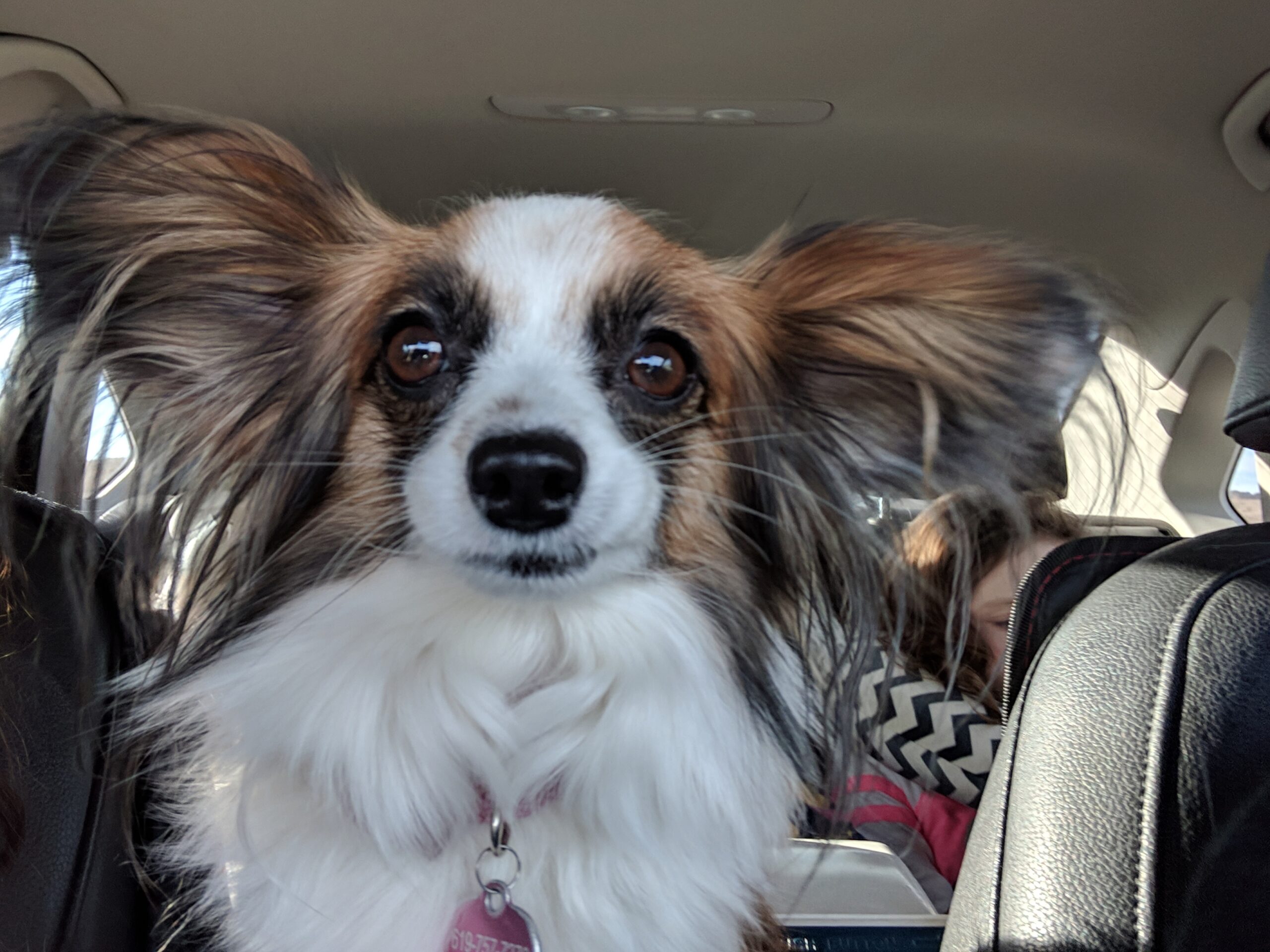 Cute papillon in a car
