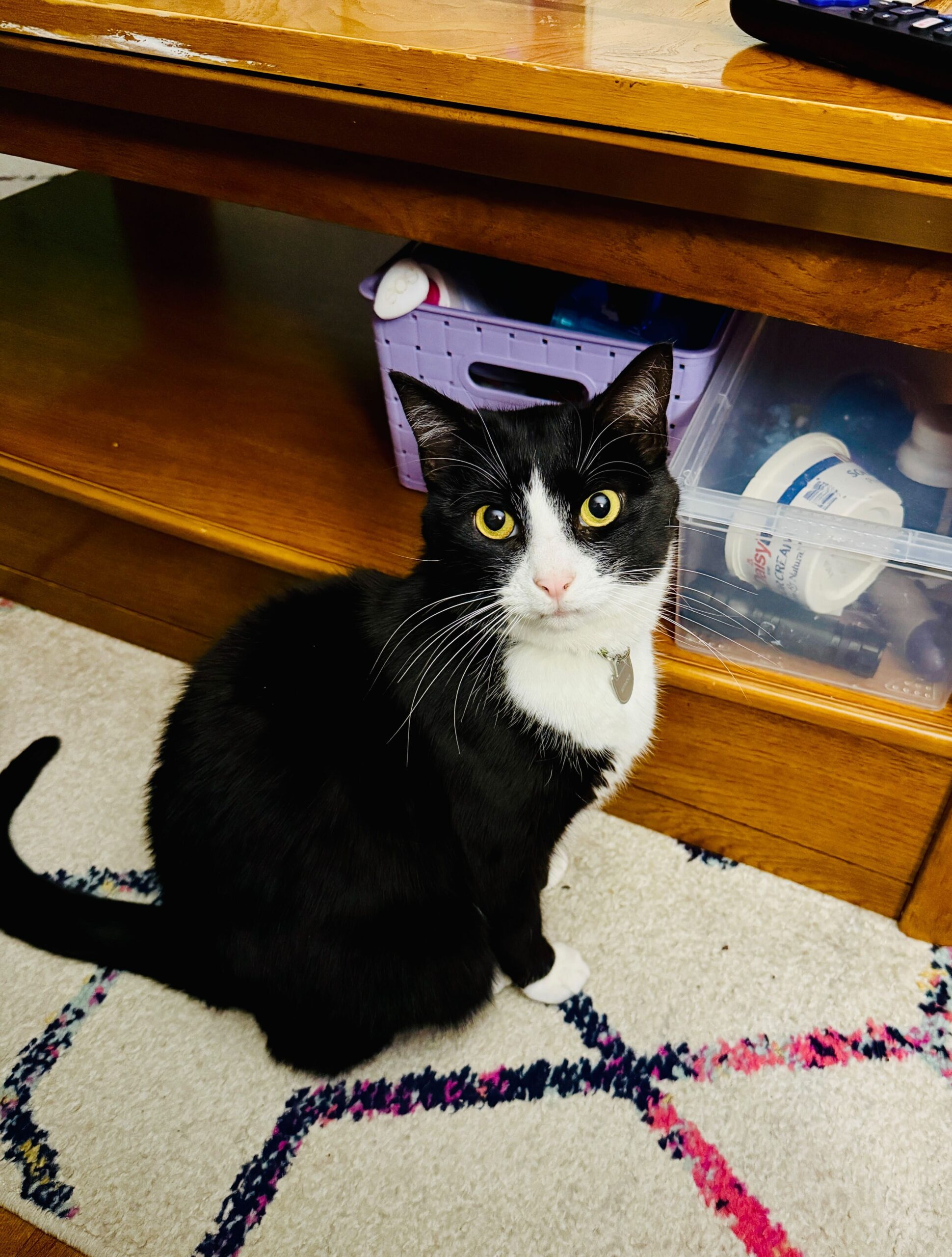 cat