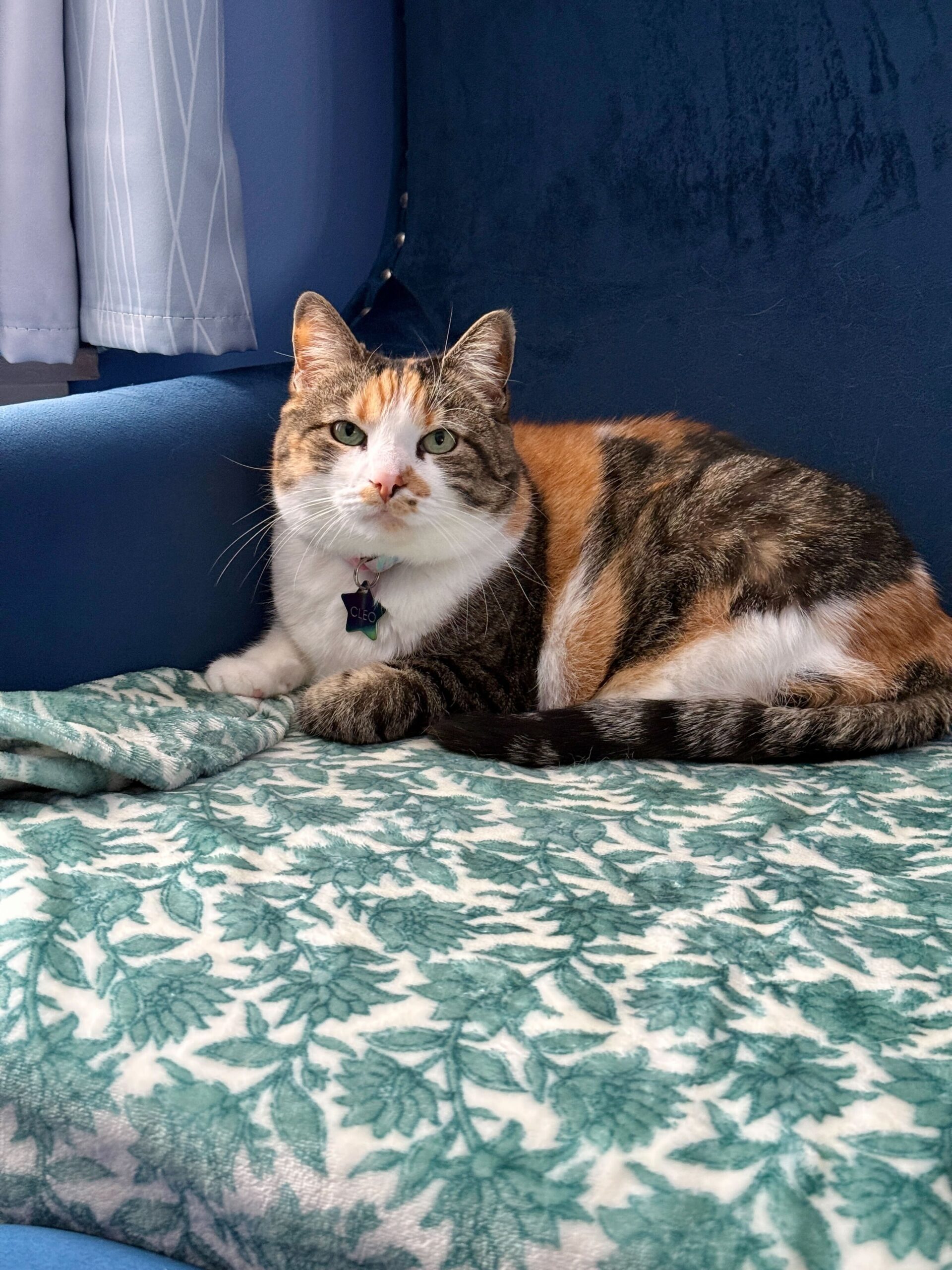 cat