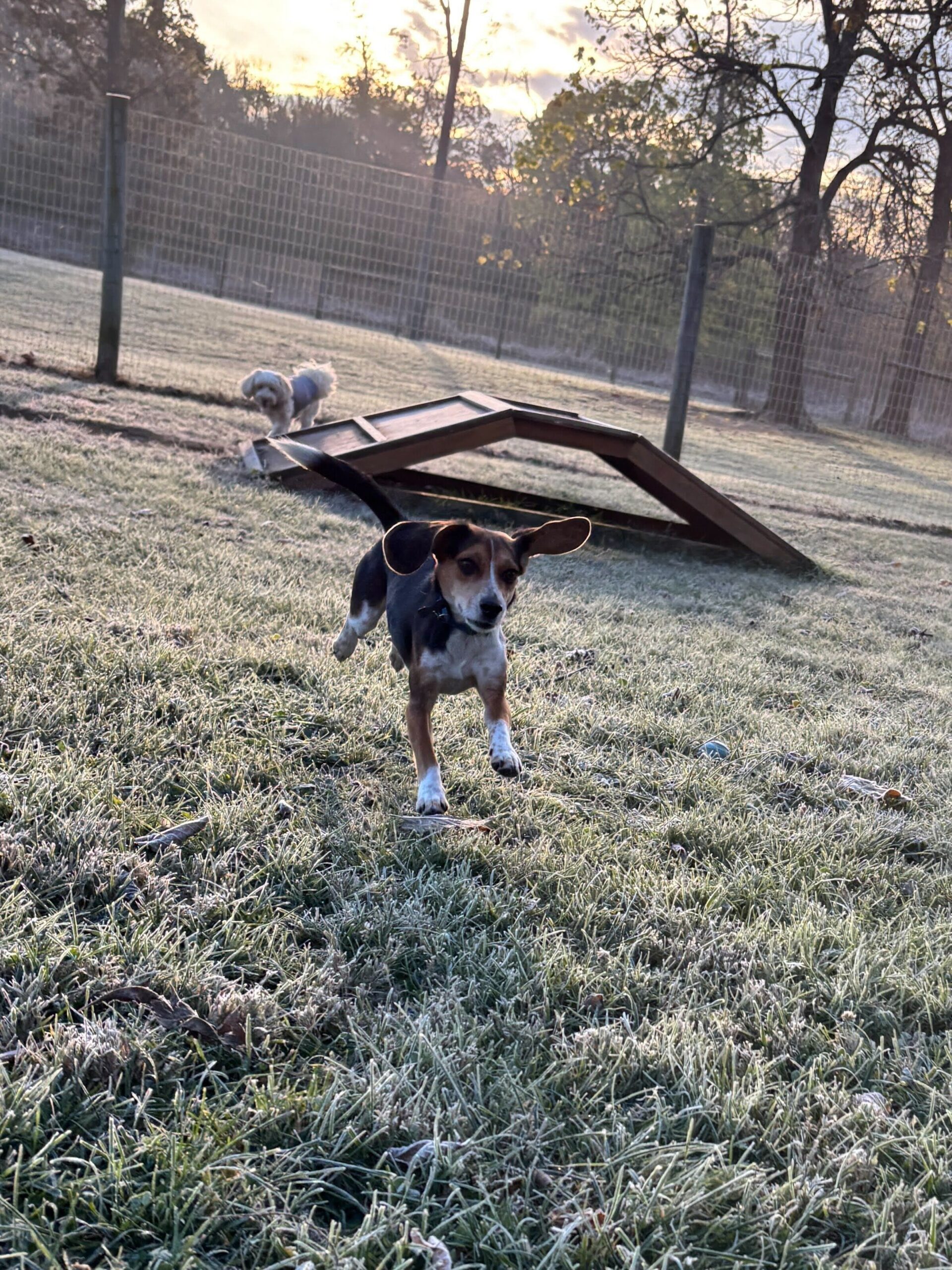 Dog running with ears flying