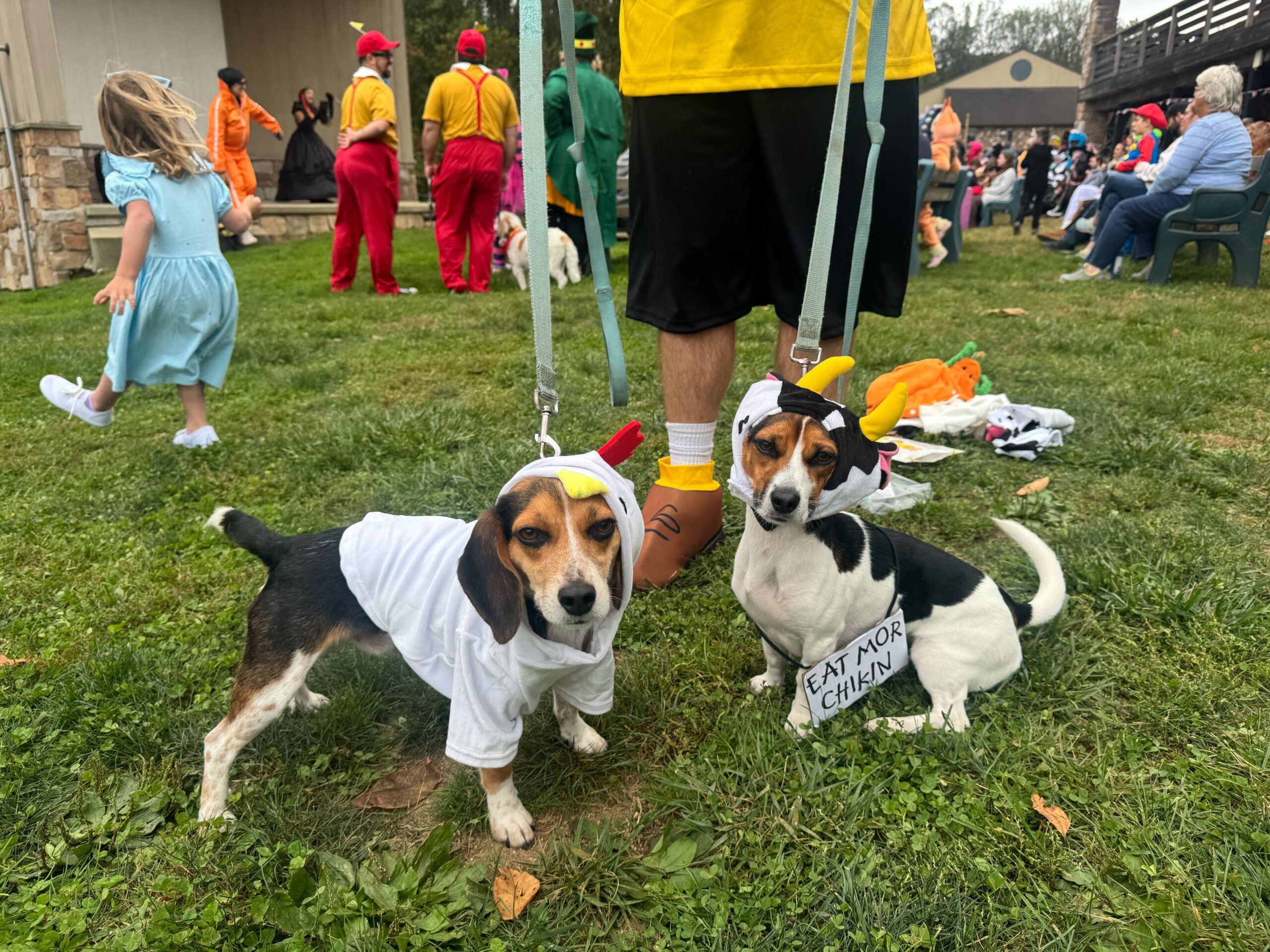 Dogs dressed as Chik Fil A cows