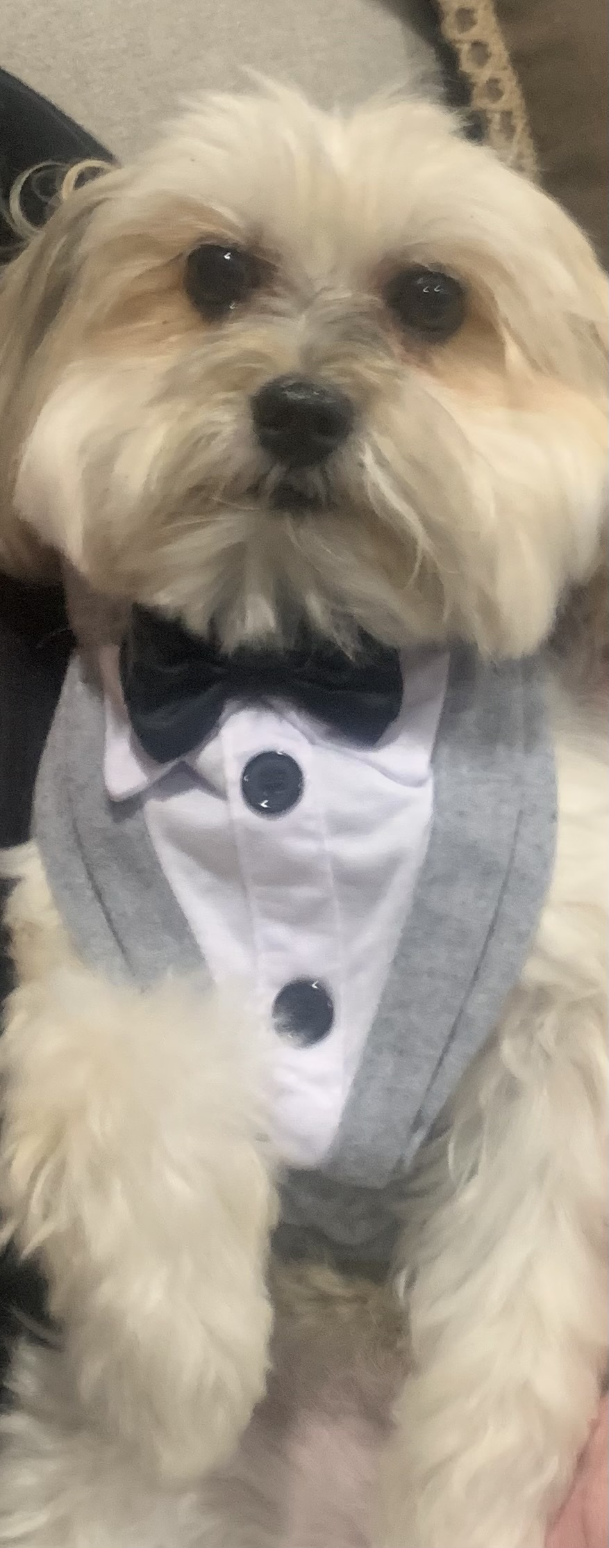 Cute dog in tuxedo