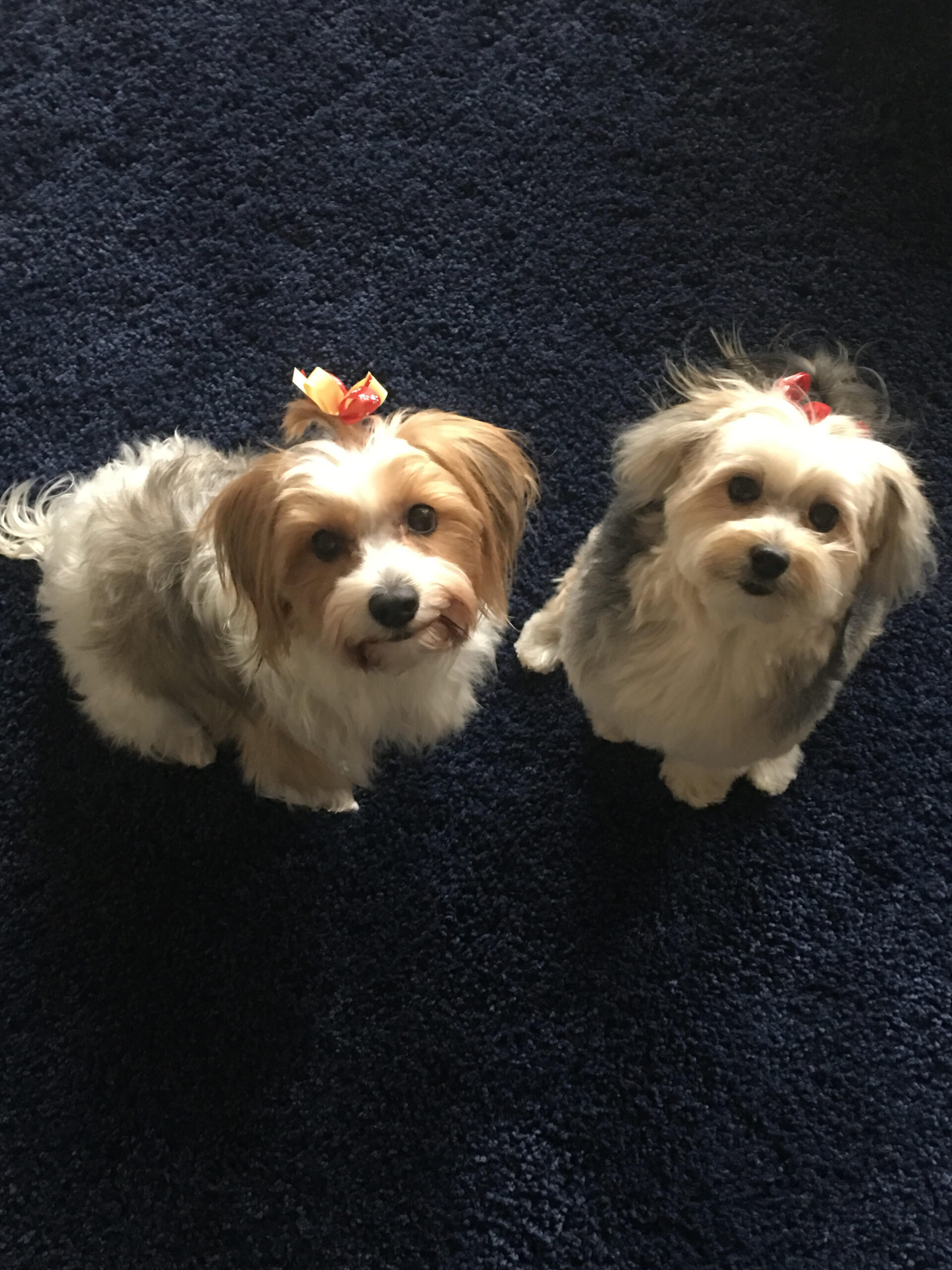 Two cute dogs with hair bows