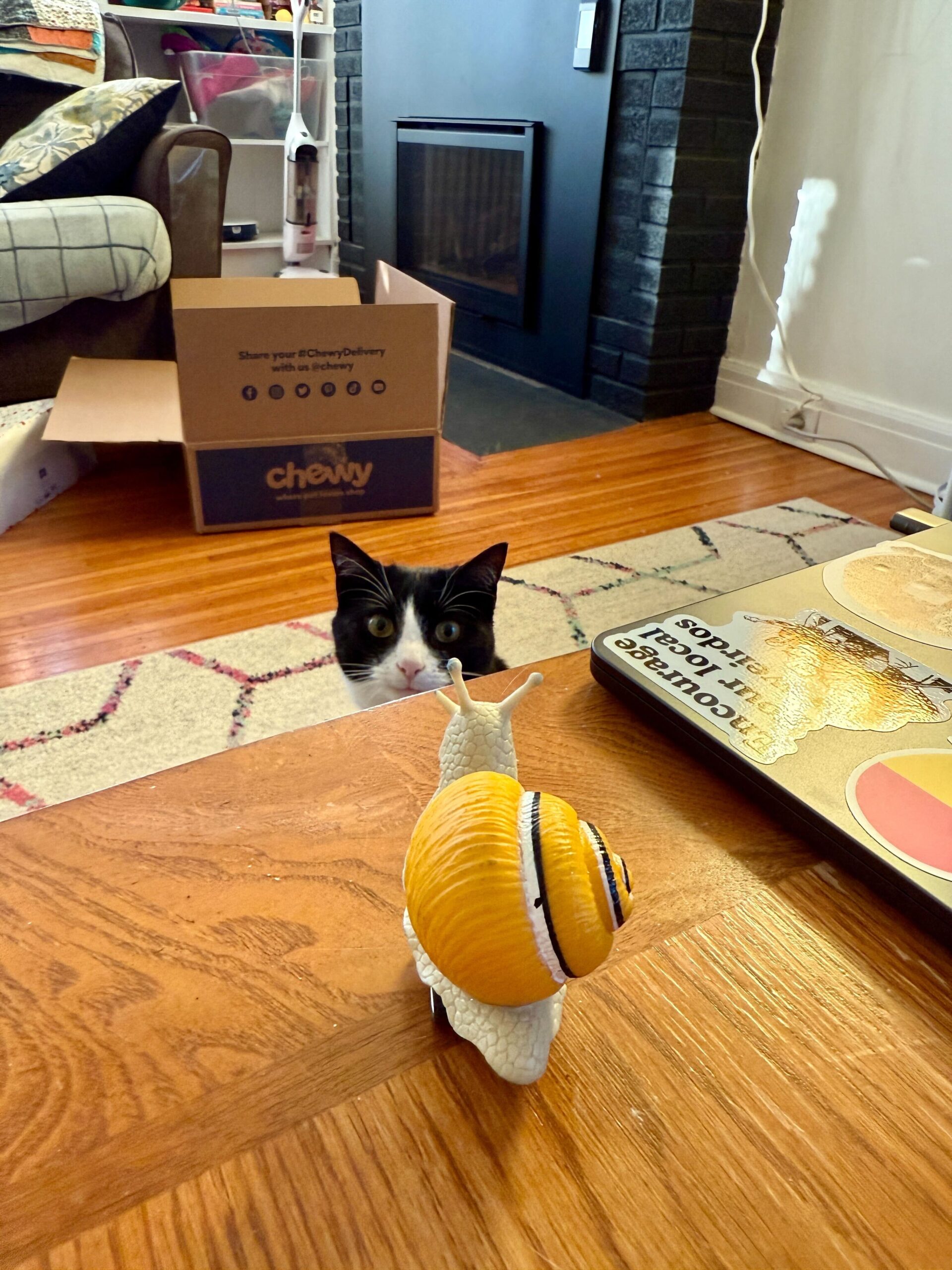 Cat eyeballing snail toy