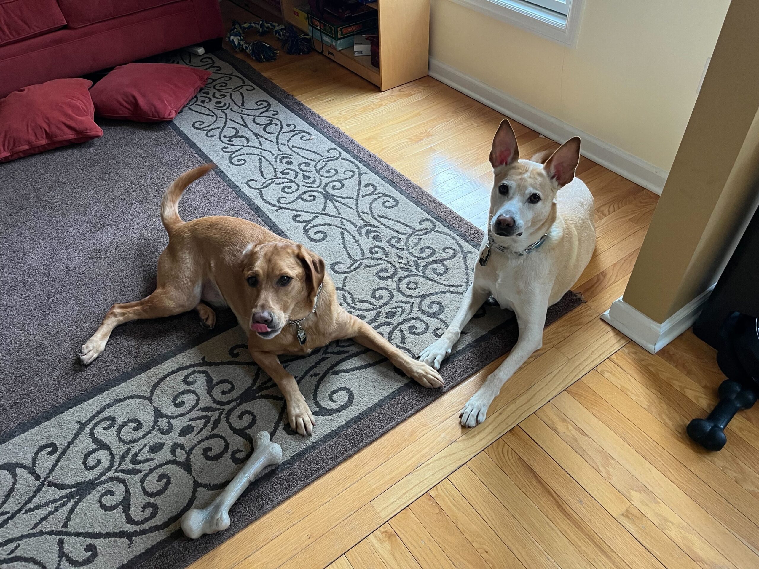 Doggos