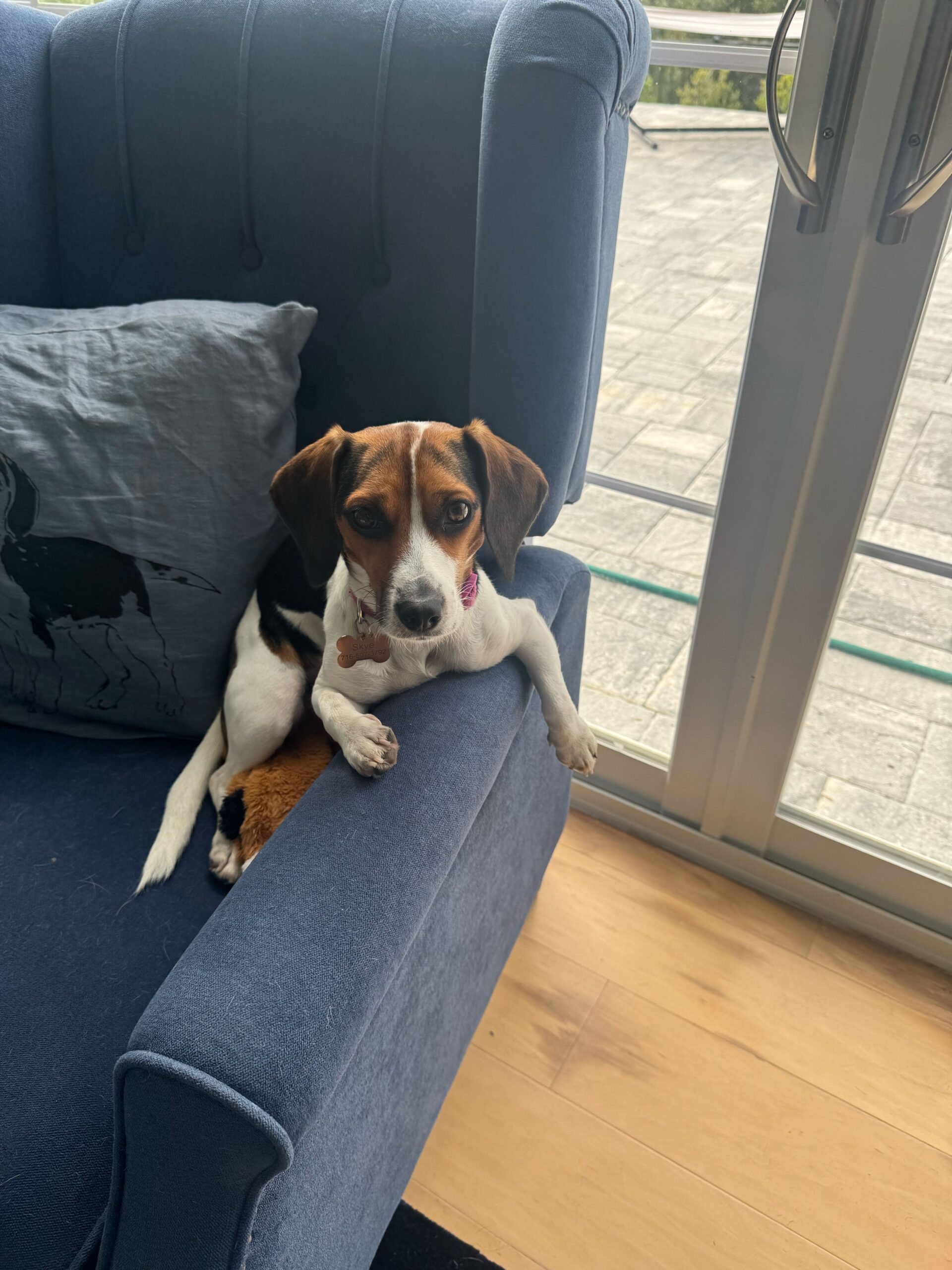 sophisticated dog with arm draped over chair