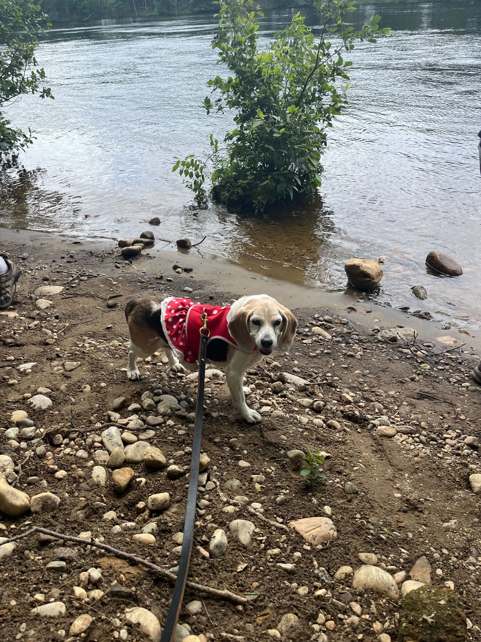 Dog in dress 