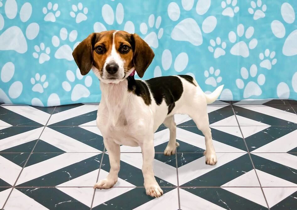 Dog on teal background 