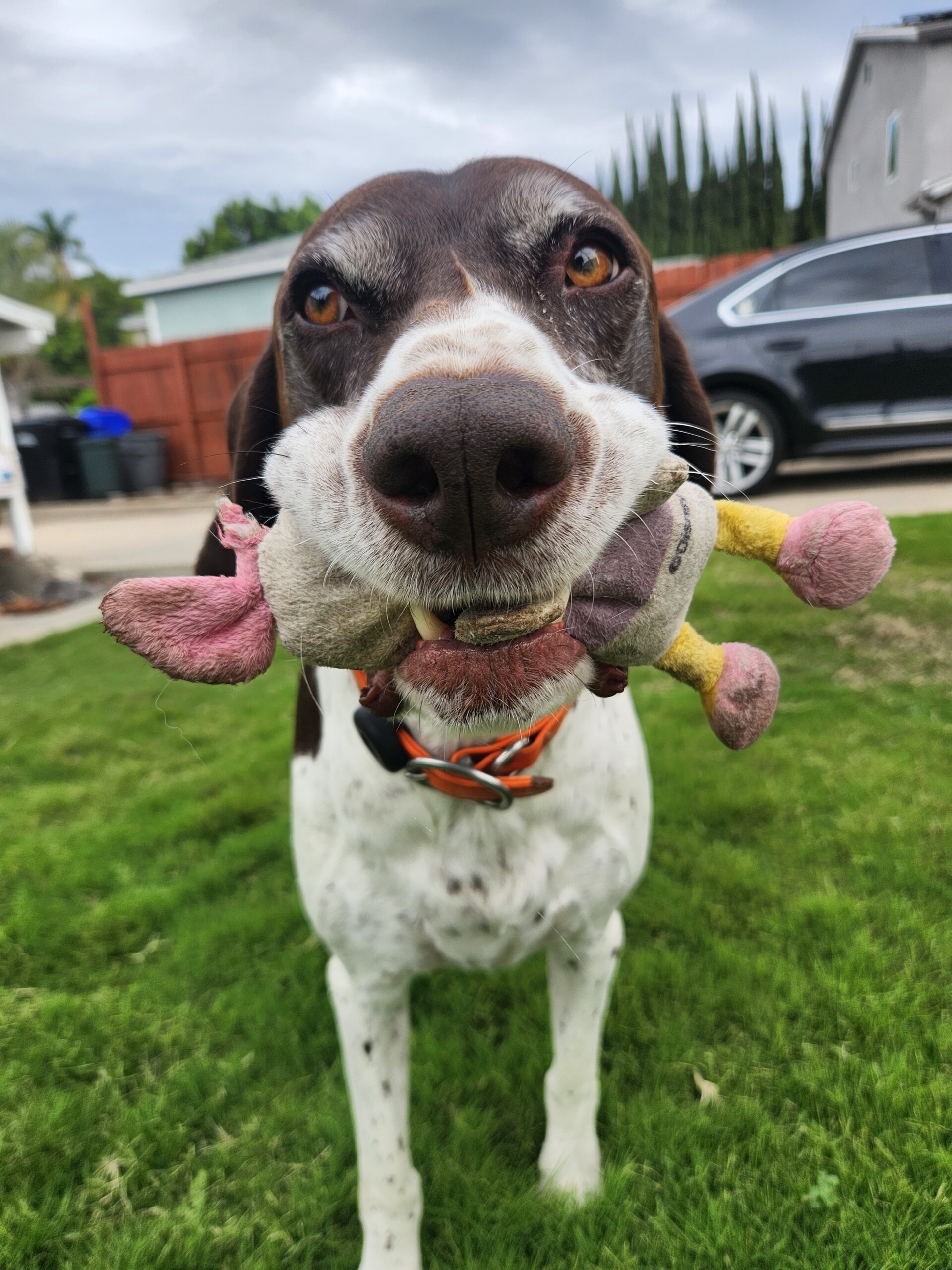 Dog with toy Daisy Duck in mouth
