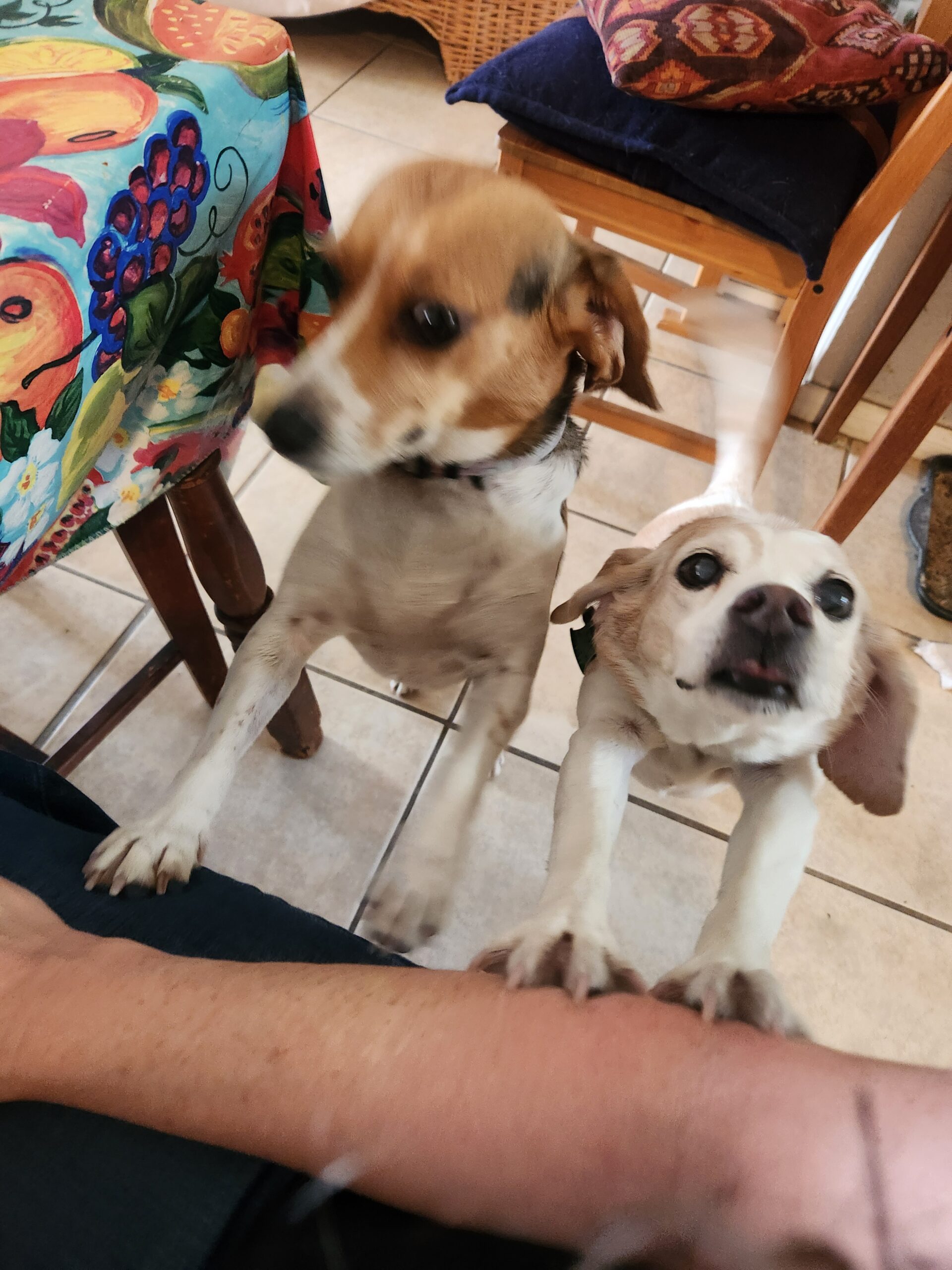 Two dogs hanging on my arm