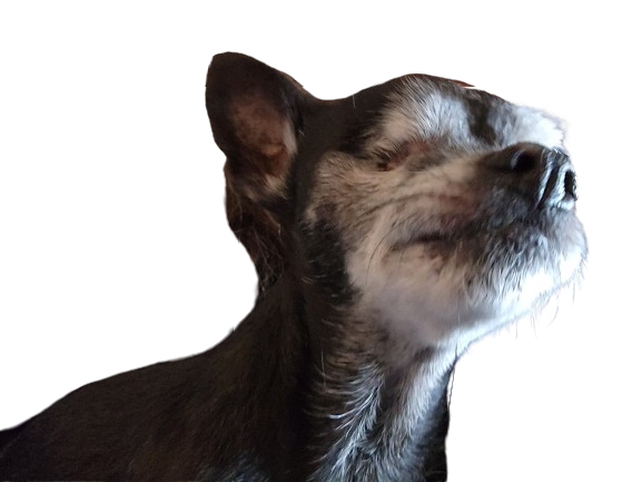Blind chihuahua